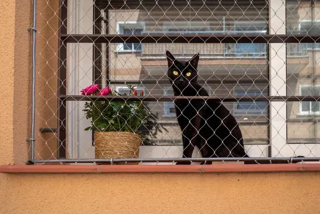 Un gato negro de ojos brillantes está sentado en un balcón junto a una maceta con una flor rosa, detrás de una valla de alambre.