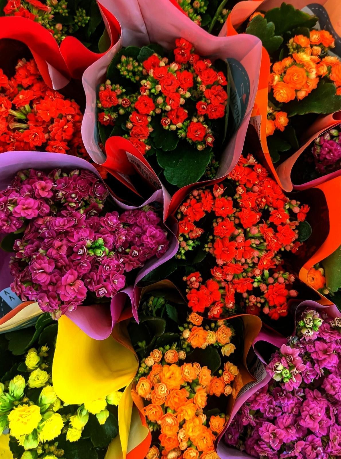 Flor de cosmos amarela com duas abelhas, em um campo verde e laranja.