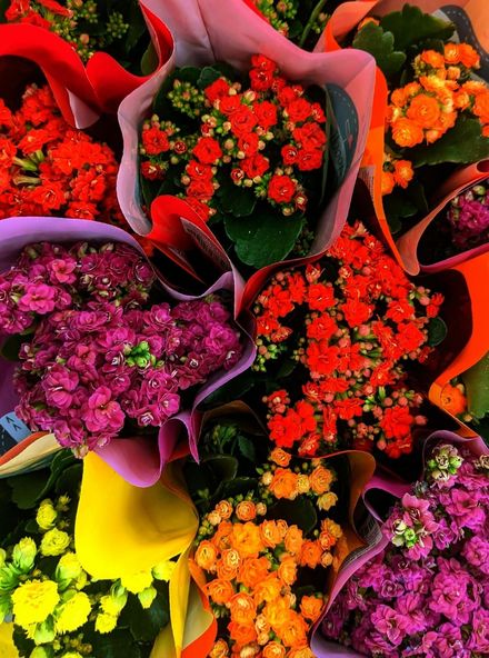 Eco Flores