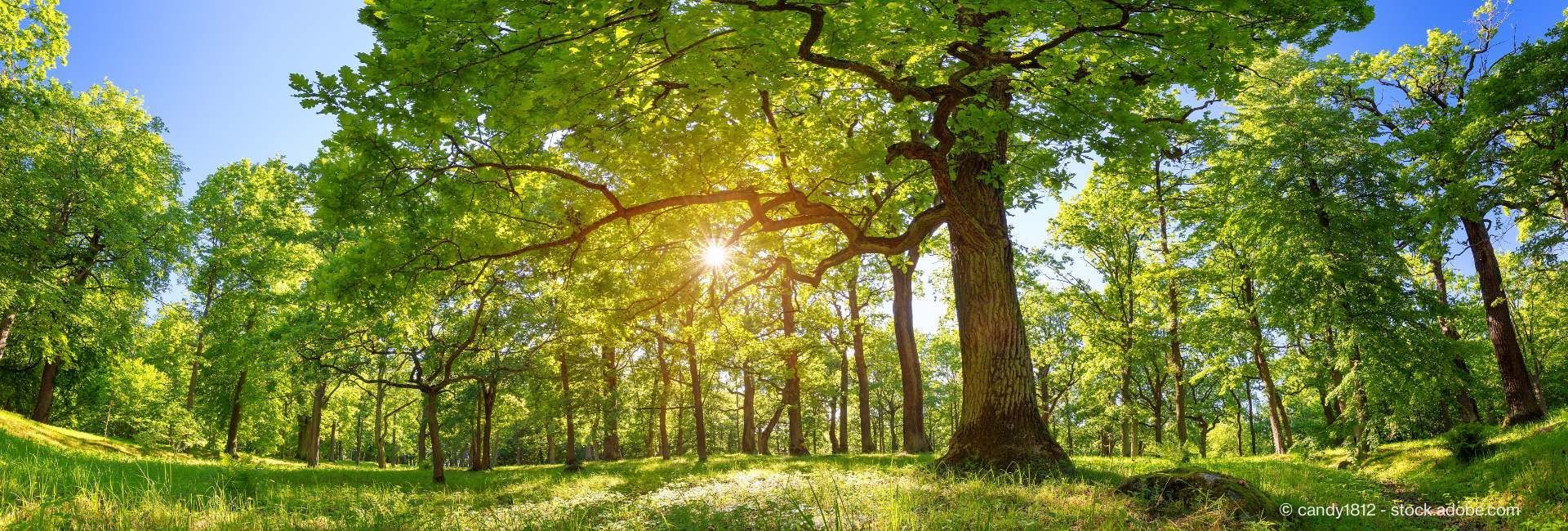 Ein schöner, weitgehender Wald zur goldenen Stunde