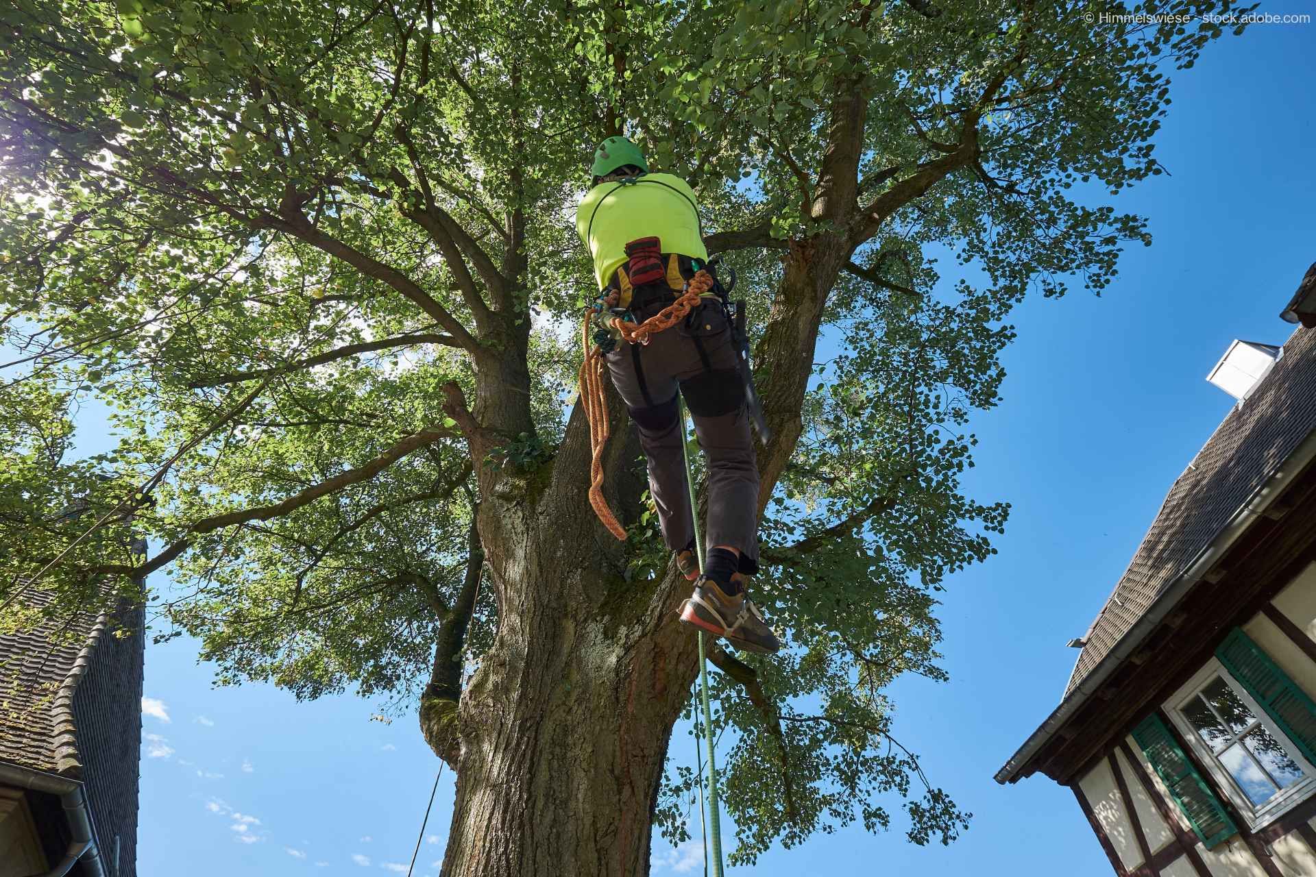 Ein Arbeiter hängt gesichert an einem Baum