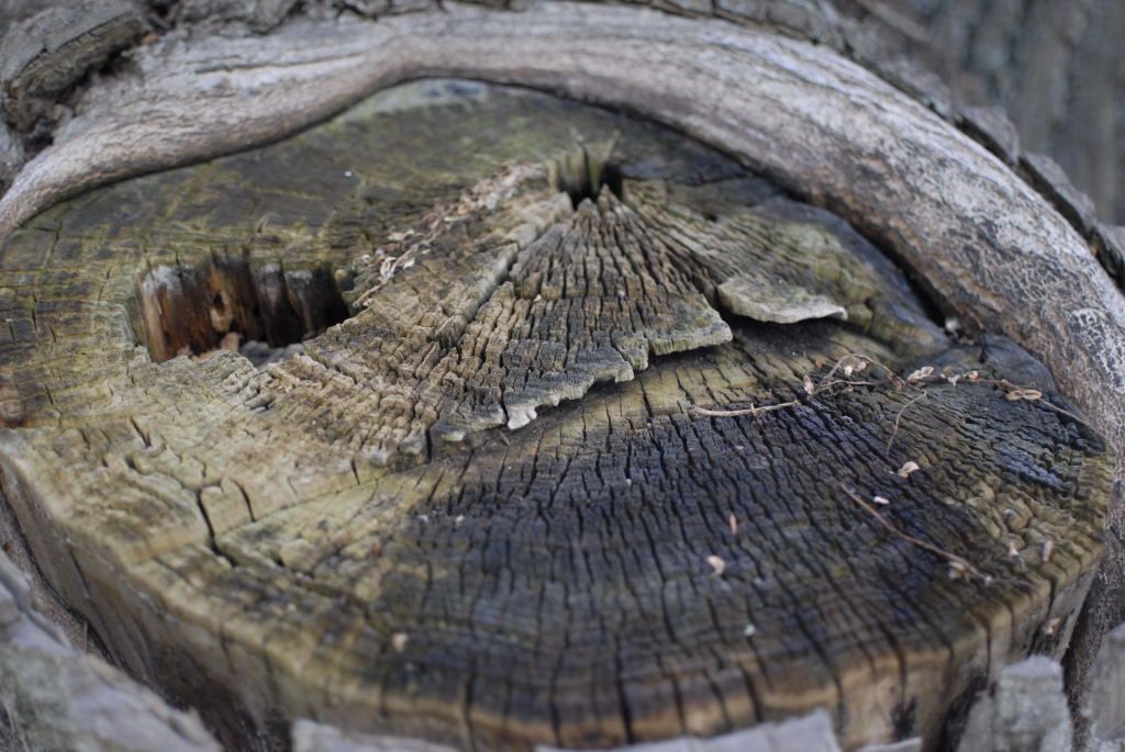 Nahaufnahme eines Baumstammes