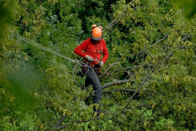 Eine Person hängt gesichert zwischen mehreren Bäumen