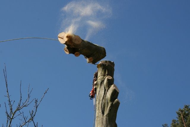 Ein Stück eines abgesägten Baumes fällt herunter