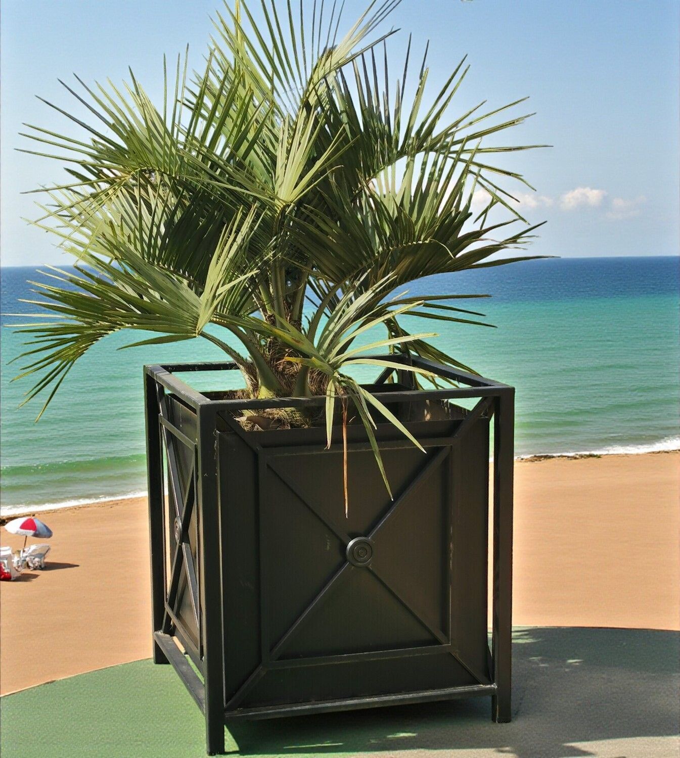 Jardinière en métal noir avec un palmier sur de l'herbe verte.