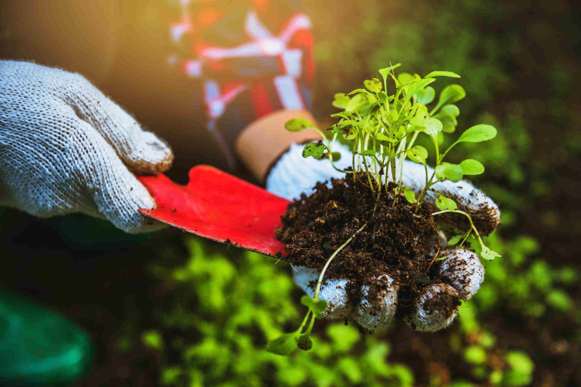 Una persona sostiene una pequeña planta en su mano.