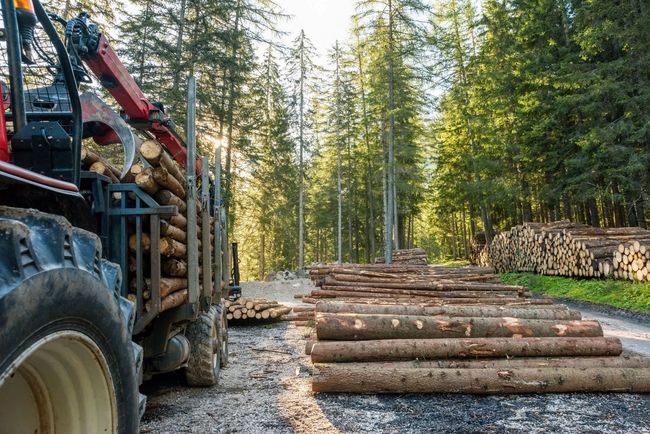 Un tractor transporta troncos en un bosque.