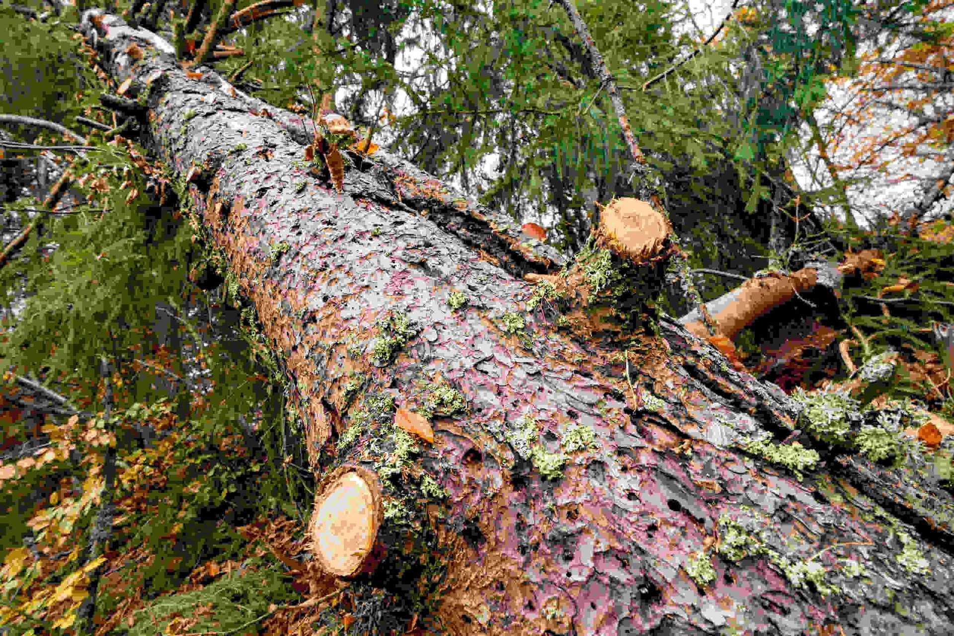 Un árbol que ha sido talado en el bosque.