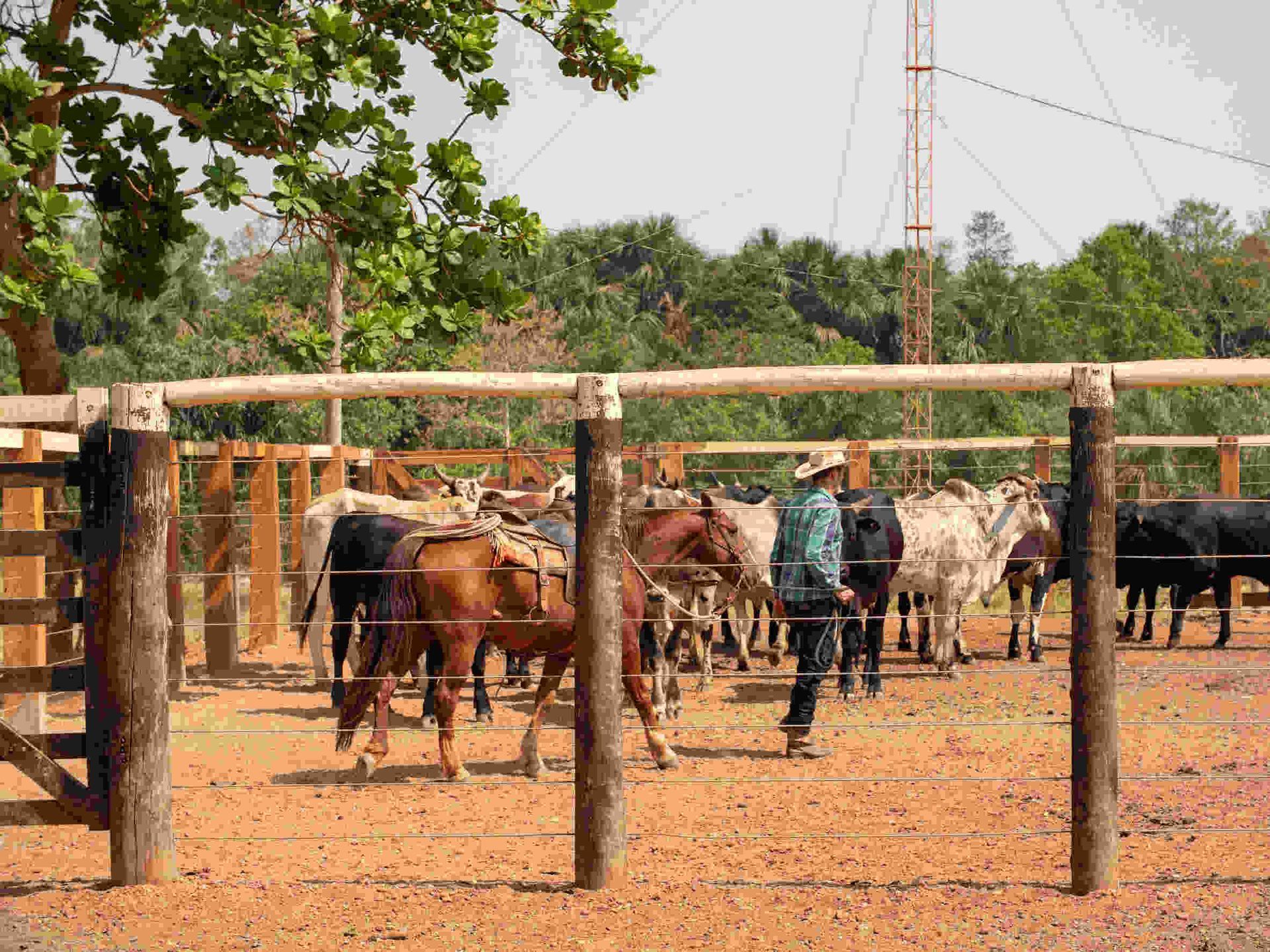 Un hombre con sombrero de vaquero está parado junto a una manada de ganado detrás de una cerca de alambre de púas.