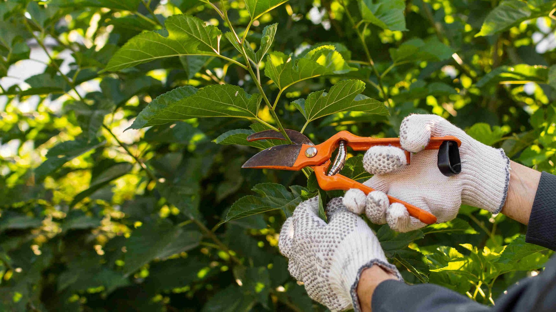 Una persona está cortando una rama de árbol con un par de tijeras.