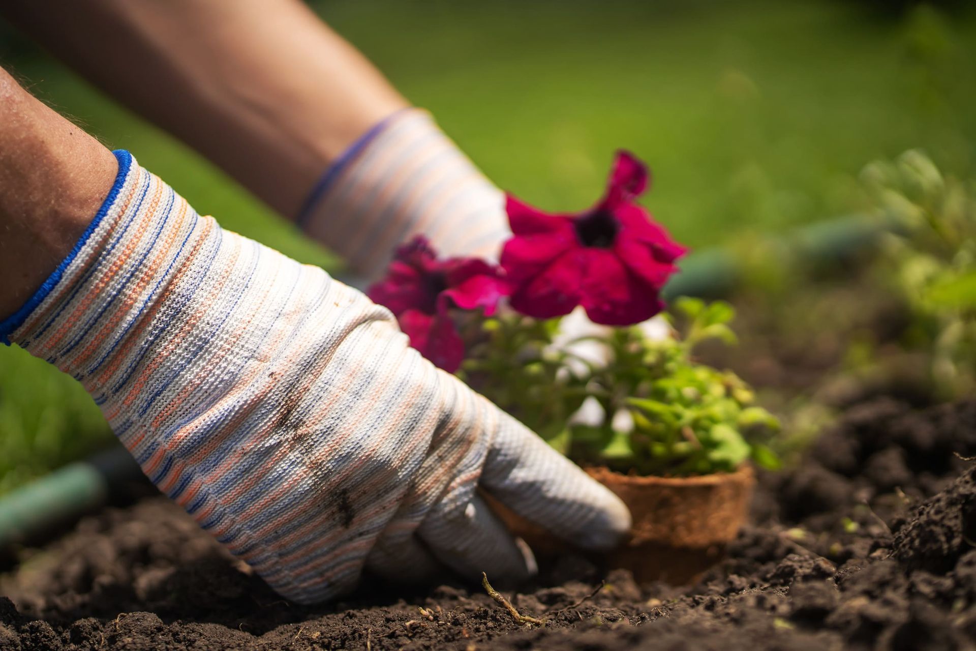 Una persona con guantes está plantando una flor en una maceta.