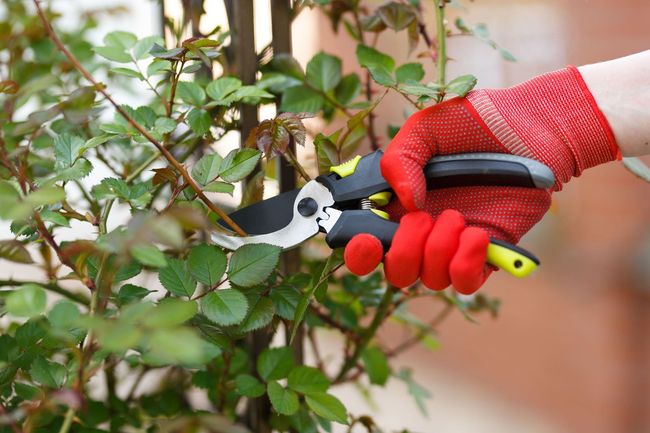 Una persona que lleva guantes rojos está cortando una planta con un par de tijeras.