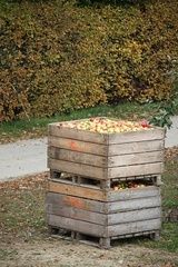 cueillette de pommes - Joyet Frères