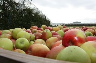 contenants de jus de pommes - Joyet Frères