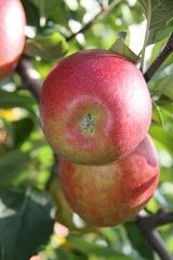 jus de pommes rouges - Joyet Frères