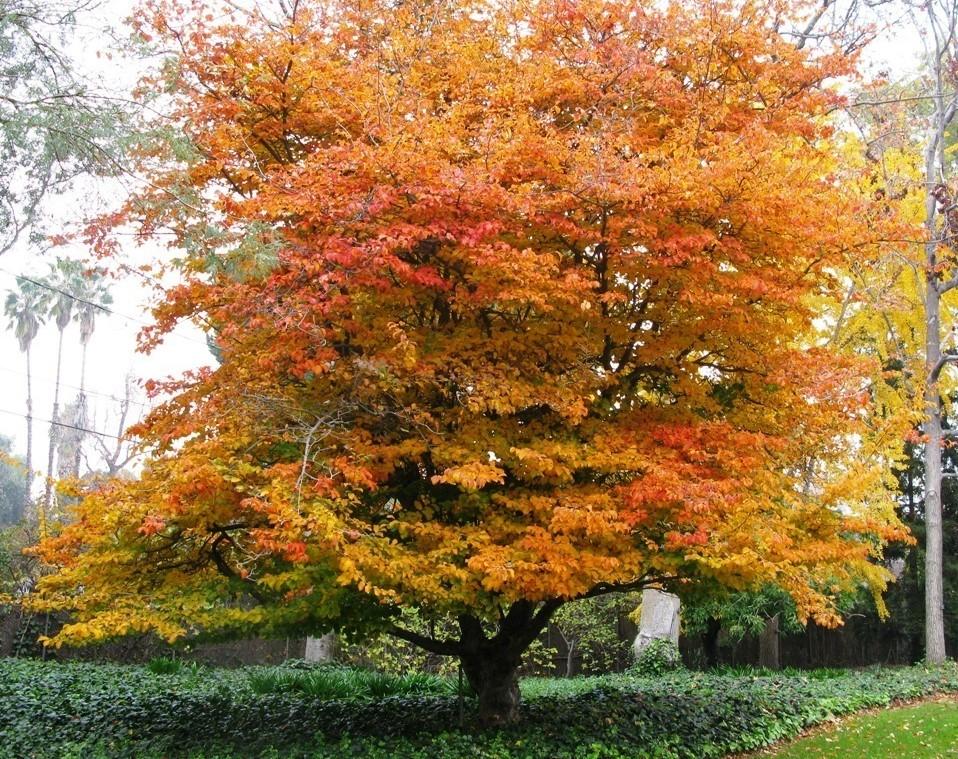 Arbre en automne