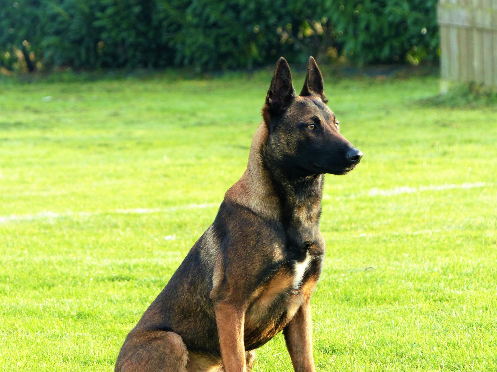 Dressage de chien