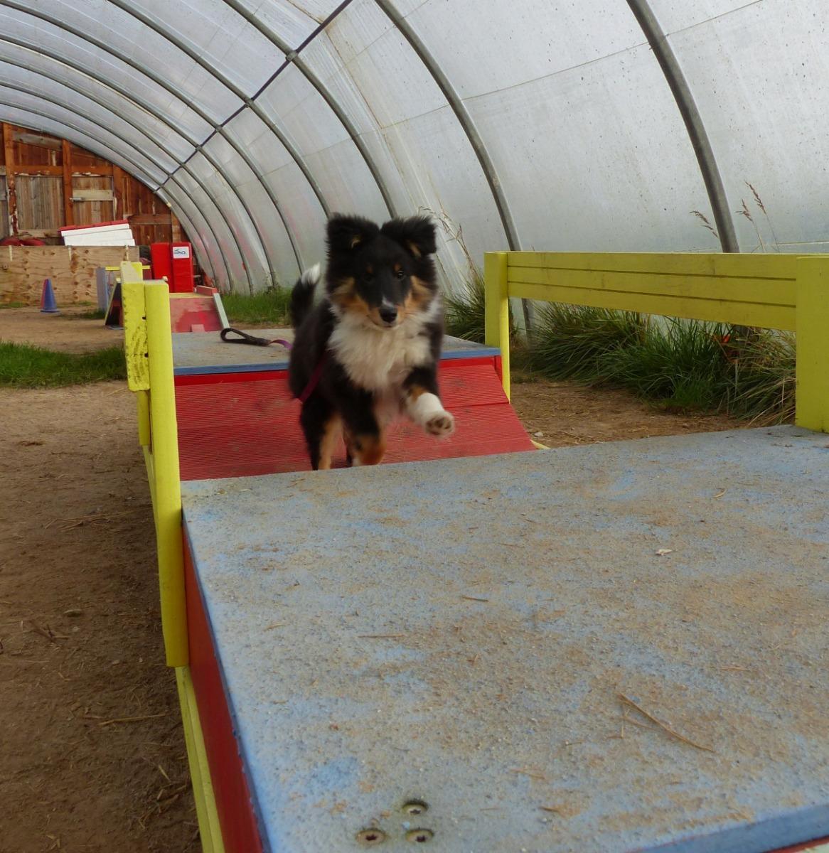 Développer l'agilité des chiens