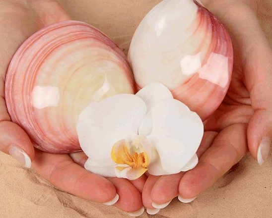 Des mains tenant deux coquillages roses rayés et une fleur d’orchidée blanche
