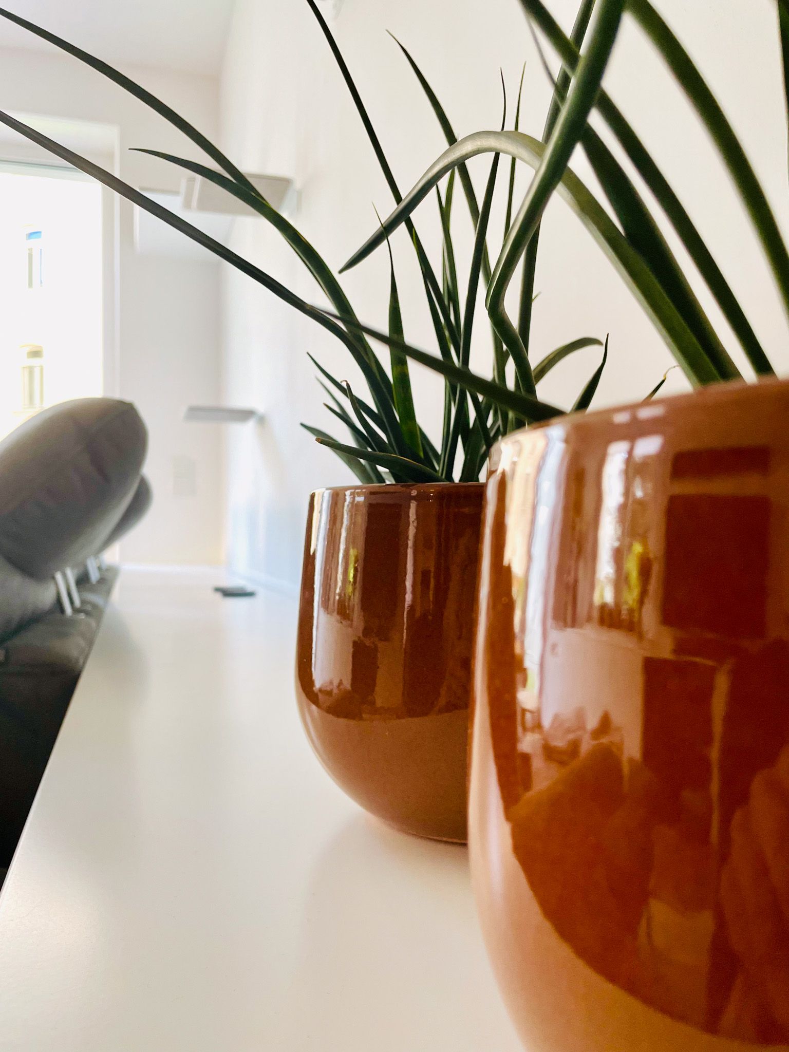 Zwei orangefarbene Topfpflanzen auf einer weißen Oberfläche mit einem verschwommenen Raum im Hintergrund.