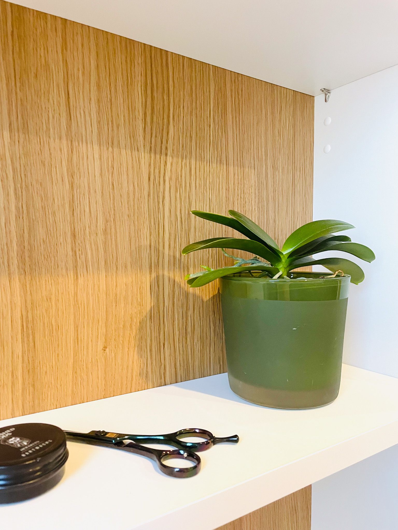Eine grüne Topfpflanze auf einem weißen Regal, neben einer dunklen Schere und einem Holzhintergrund.