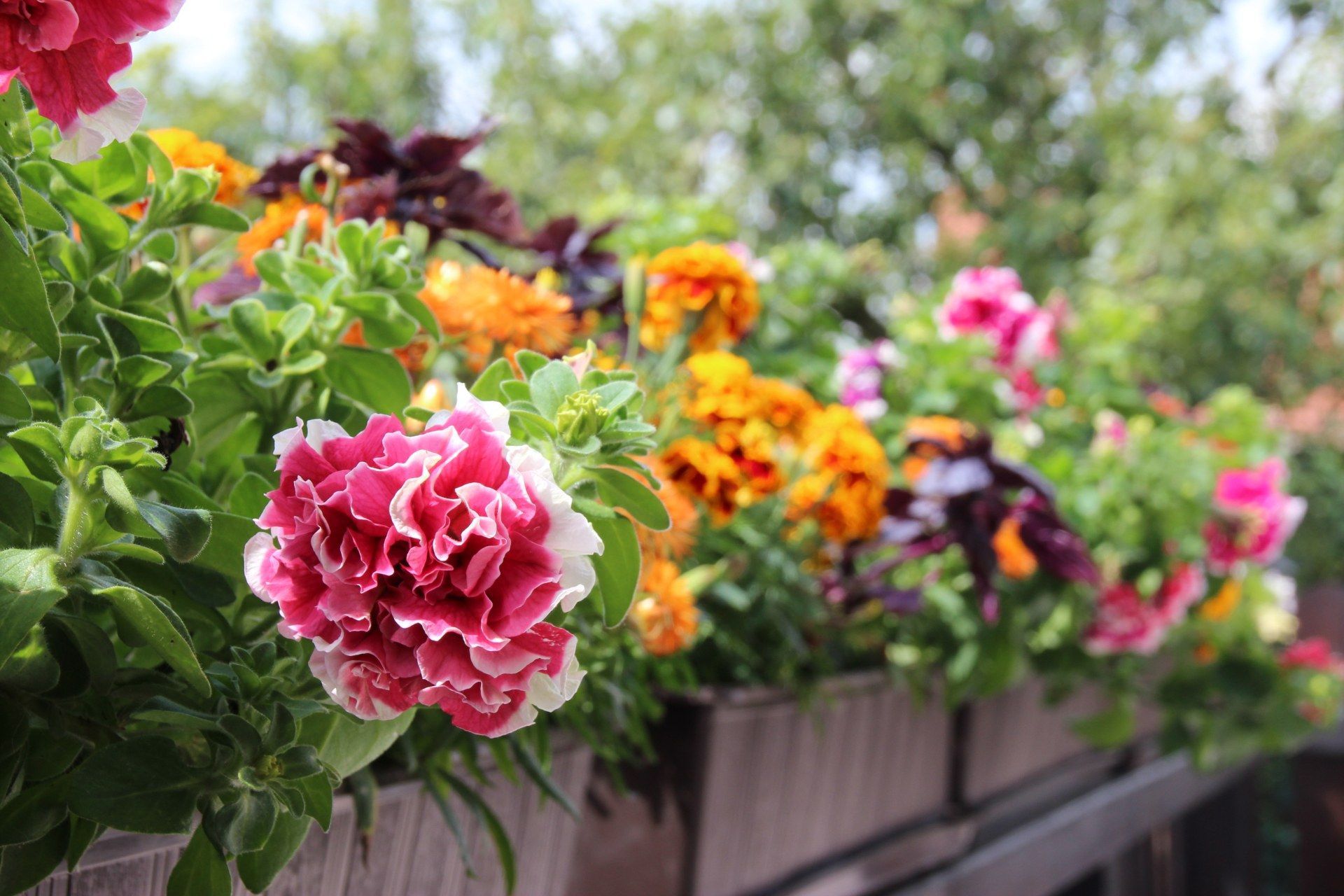 Eine Luftaufnahme von zwei Männern, die neben einem Swimmingpool einen Rasen mähen. Josef Pöschl Gärtnerei Pöschl
