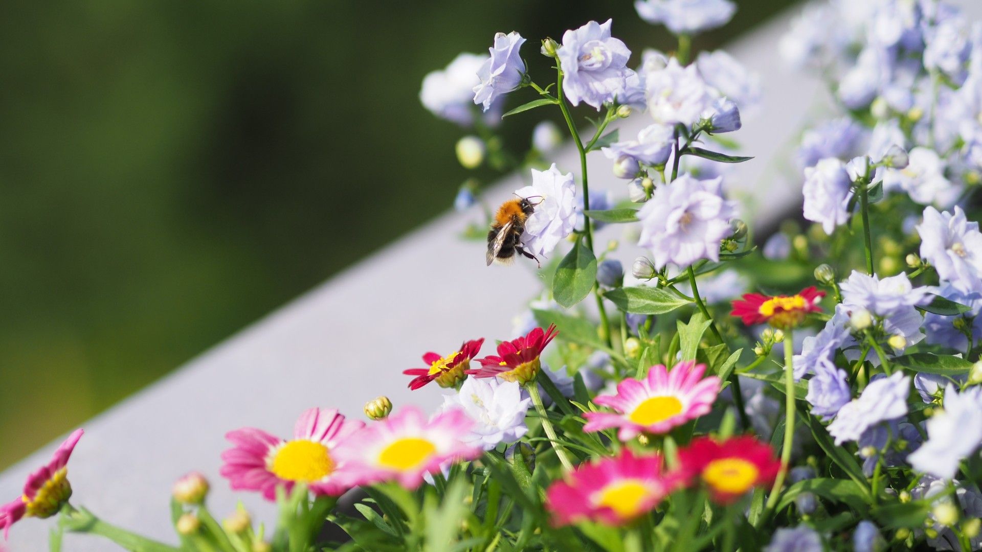 Eine Person gießt Blumen in einem Blumenkasten. Josef Pöschl Gärtnerei Pöschl