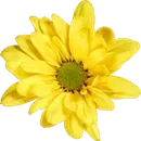 Gelbe Gänseblümchen mit grüner Mitte.