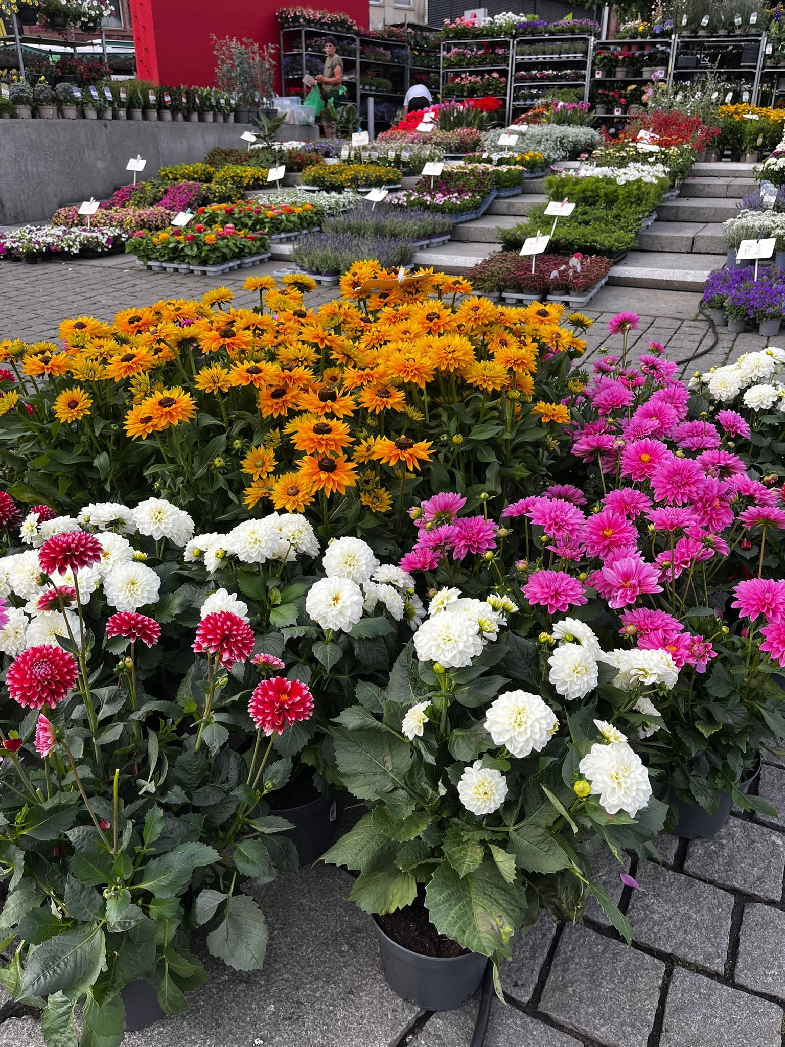 Blumenauslage in einer Gärtnerei mit orangefarbenen, weißen und rosa blühenden Pflanzen in Töpfen und terrassenförmig angelegten Blumenreihen im Hintergrund.