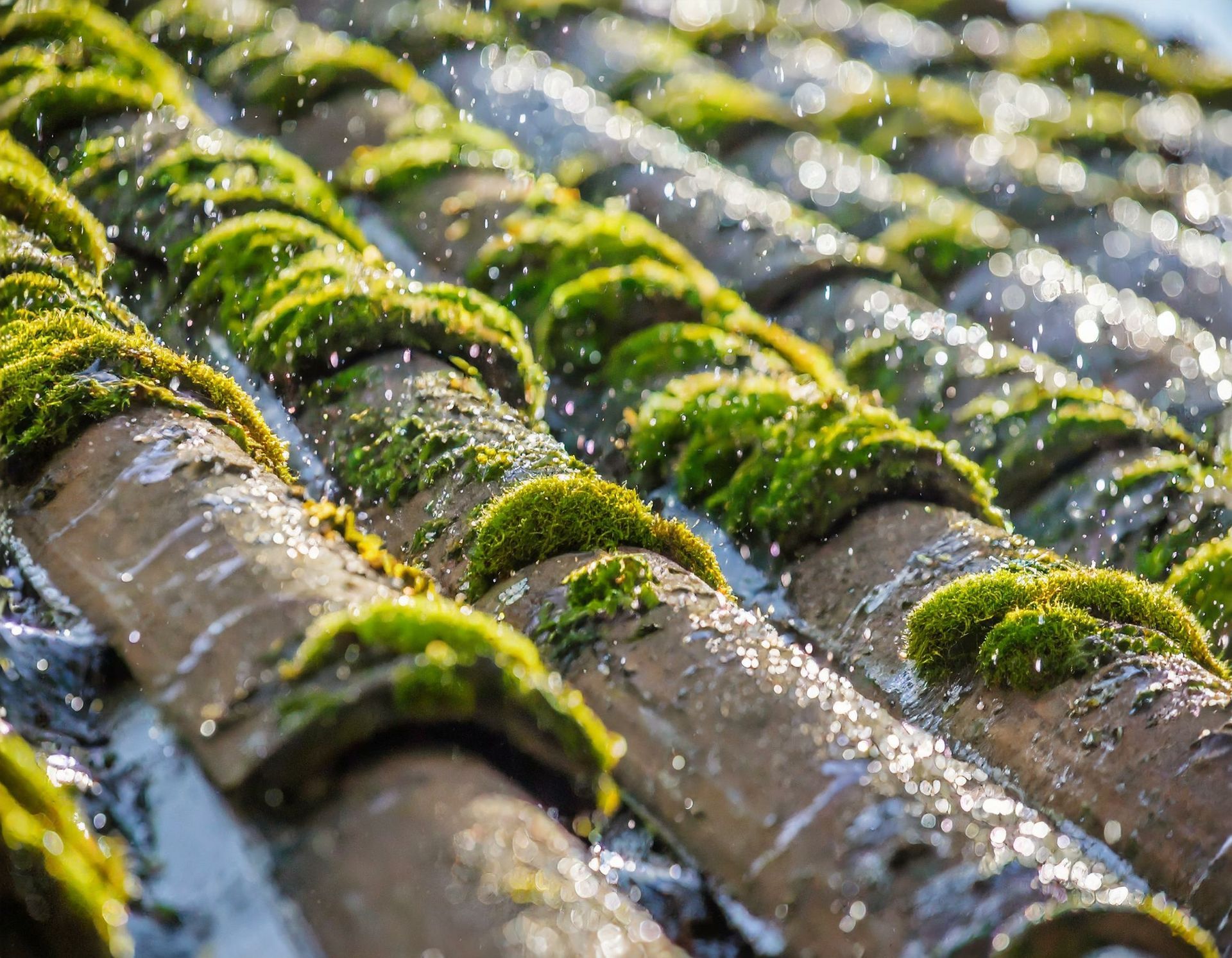 Mousse et lichens sur toiture