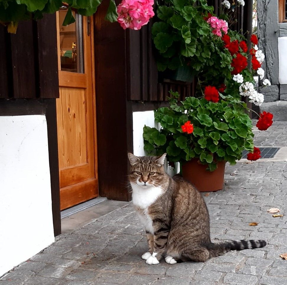 Spitzen-Atelier Glattfelden