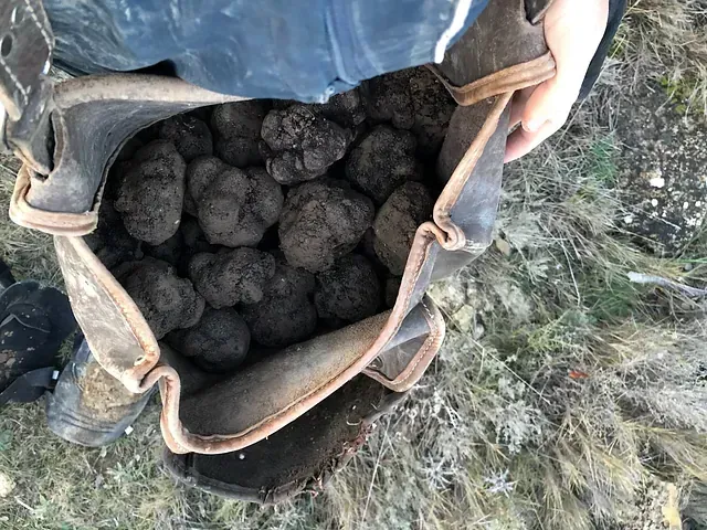 Persona que sostiene una bolsa de cuero rebosante de trufas oscuras y llenas de bultos en un entorno al aire libre.