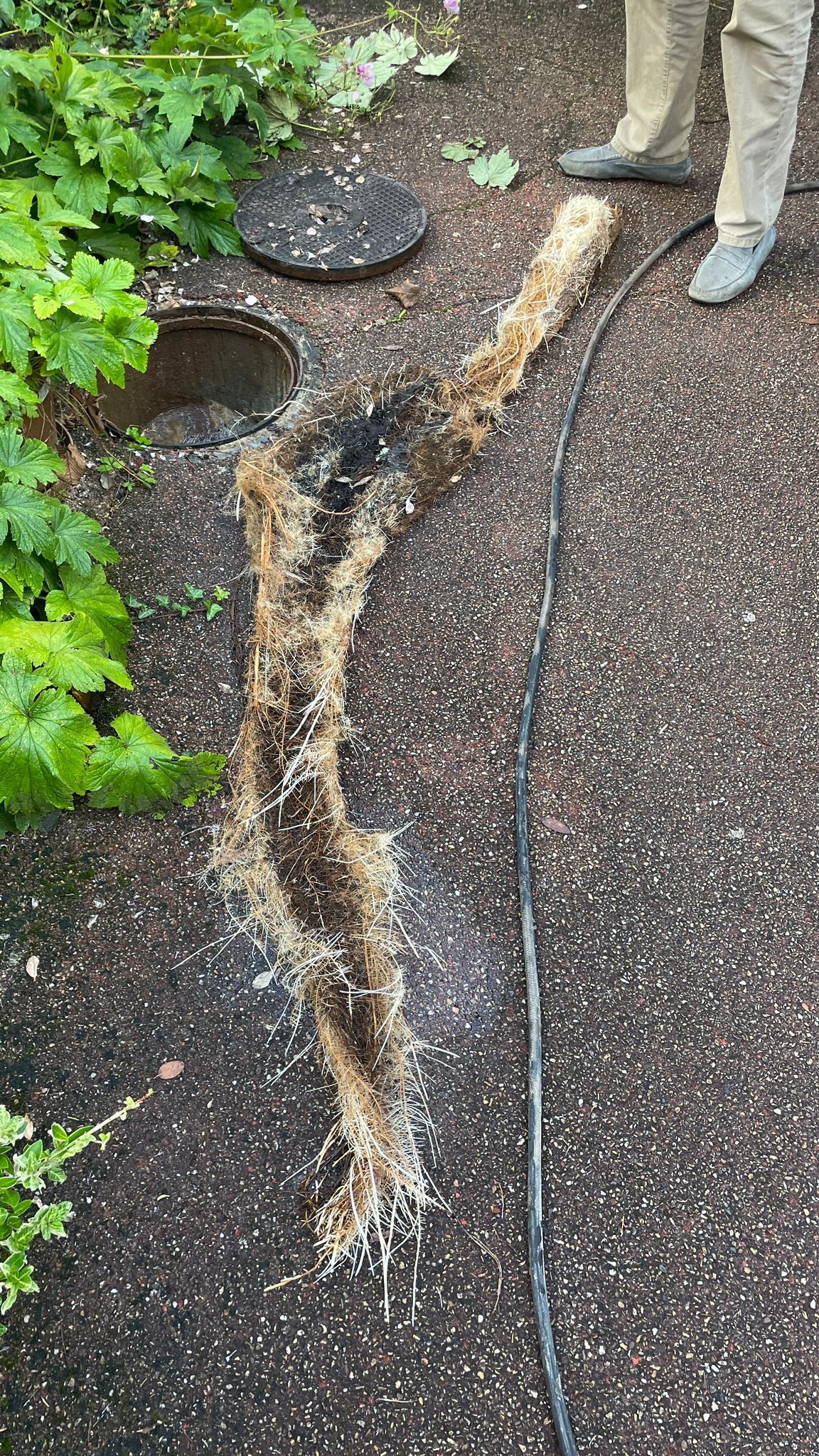 Amoudruz SA | Les Acacias