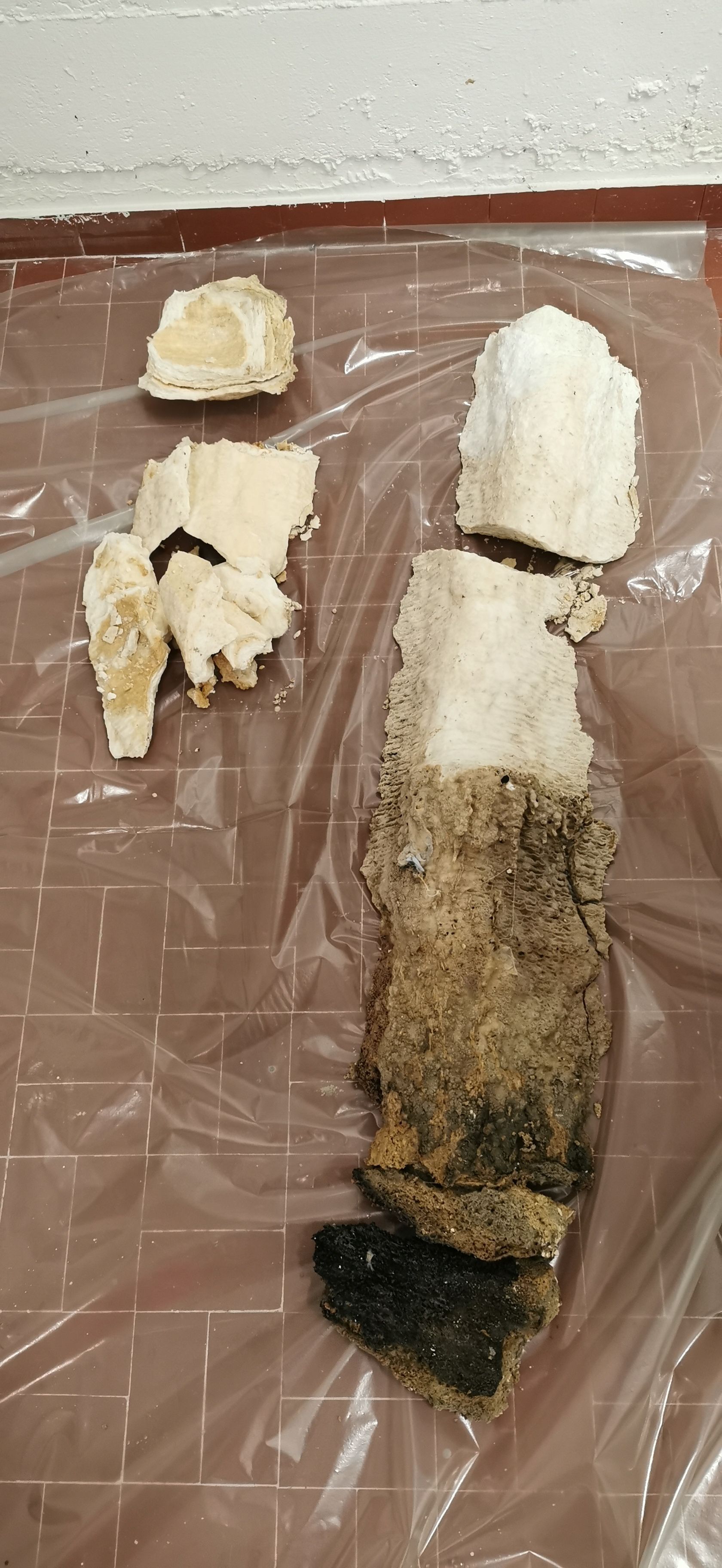 Amoudruz SA | Les Acacias