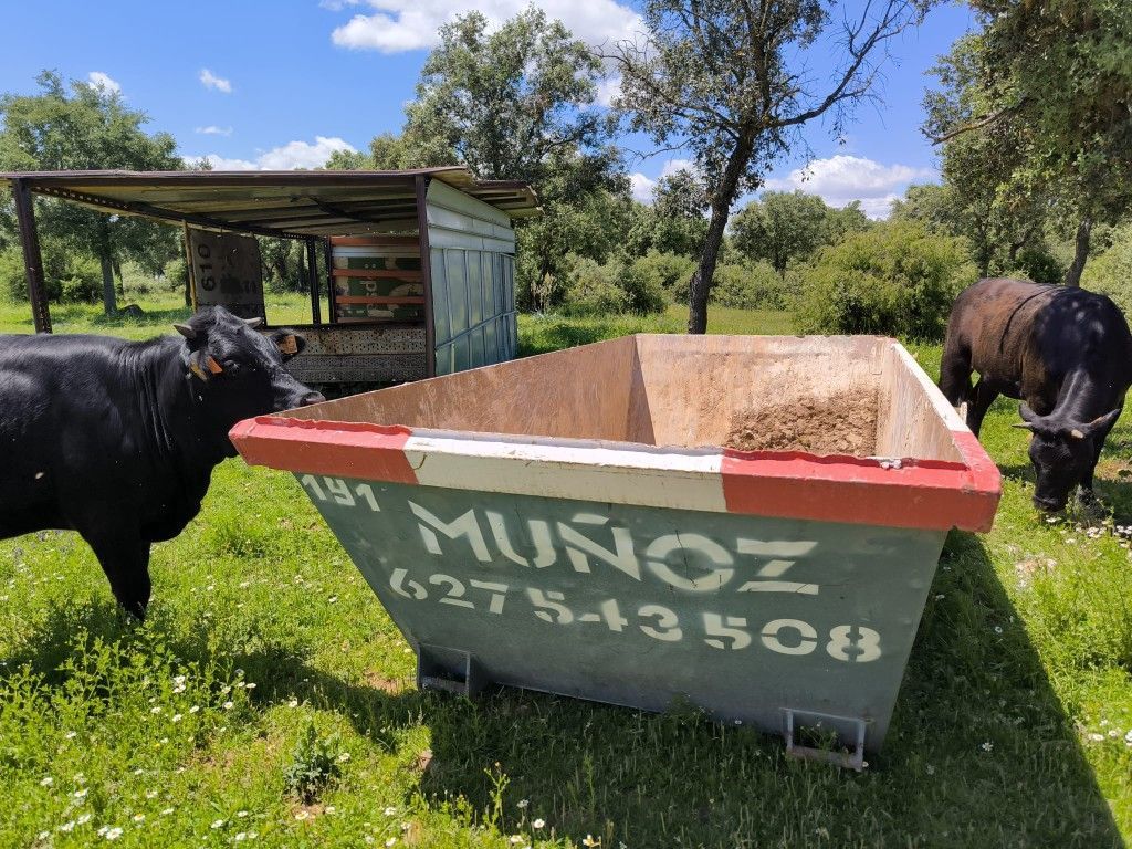 Ganado junto a un comedero verde y rojo en un prado en un día soleado.