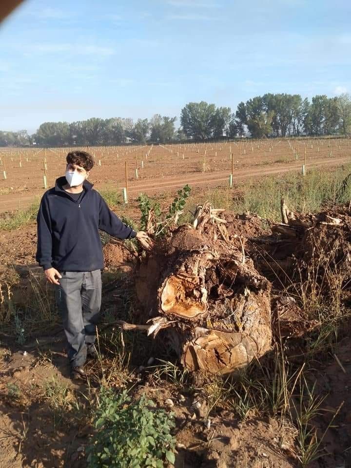 Una persona de pie junto a un gran árbol arrancado de raíz en un campo en un día soleado.