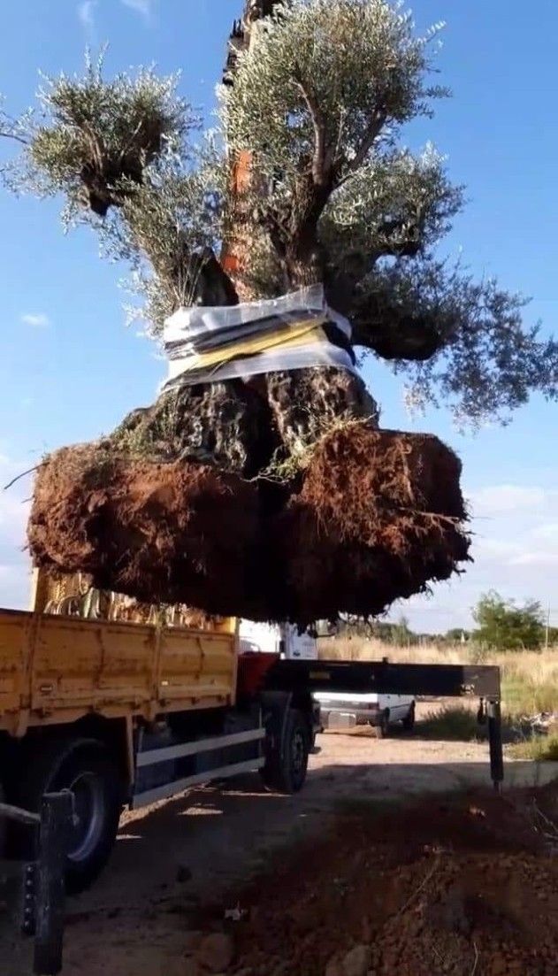 Un gran árbol arrancado de raíz está siendo cargado por un camión en un camino de tierra bajo un cielo azul.