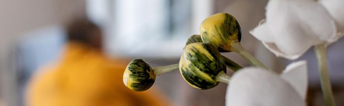 Fleur en gros plan