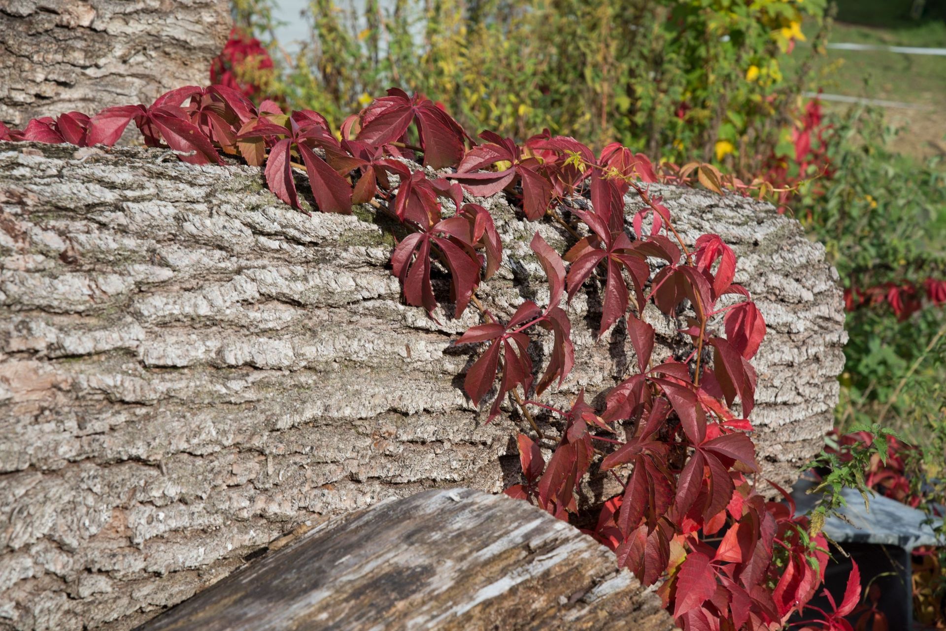 Baumstamm | Bachmann Sägerei AG