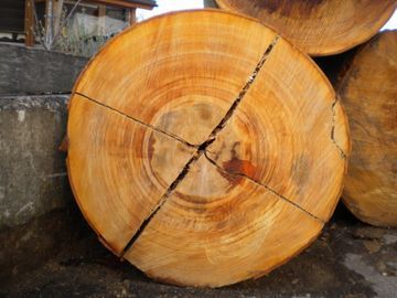 Baum Holz | Bachmann Sägerei AG