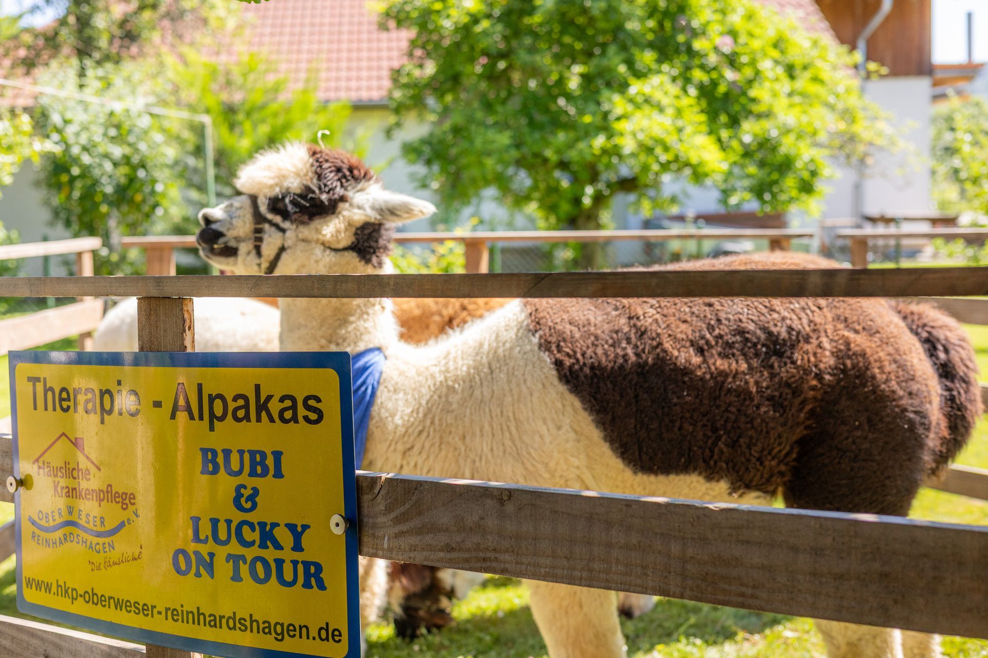 Ein Alpaka mit blauem Halsband steht hinter einem Holzzaun neben einem Schild mit der Aufschrift „Therapie-Alpakas Bubi & Lucky auf Tour“.