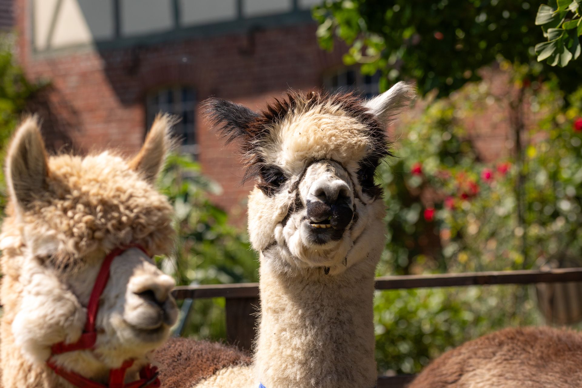 Zwei Alpakas im Freien. Das eine blickt mit einem leichten Grinsen in die Kamera, sein Fell ist cremefarben und schwarz. Das andere, hellbraun, trägt ein rotes Halfter. Im Hintergrund ist ein Backsteingebäude zu sehen.