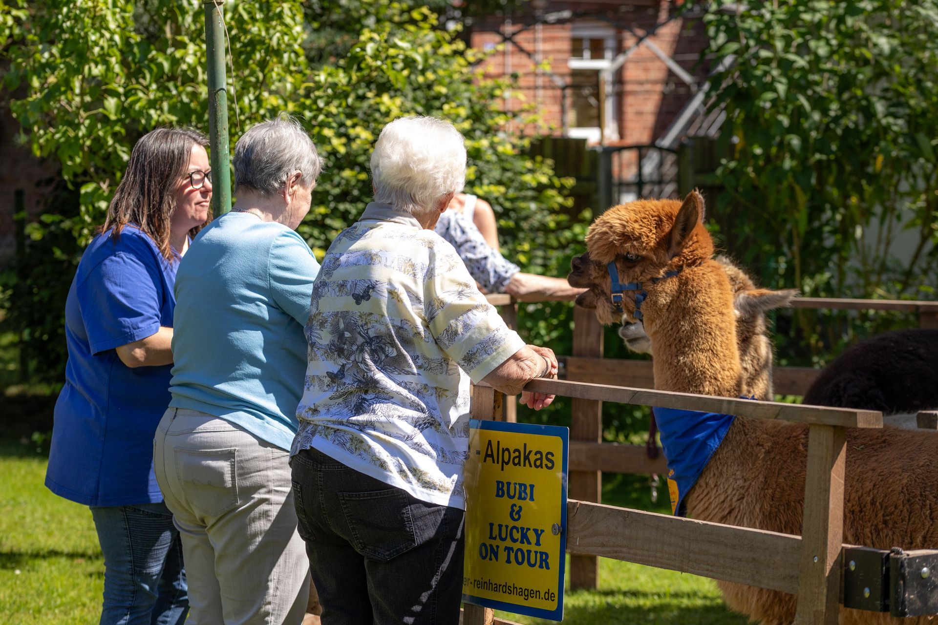 Menschen streicheln ein Alpaka bei einer Freiluftveranstaltung. Auf dem Schild steht: „Alpakas: Bert & Lucky auf Tour“.