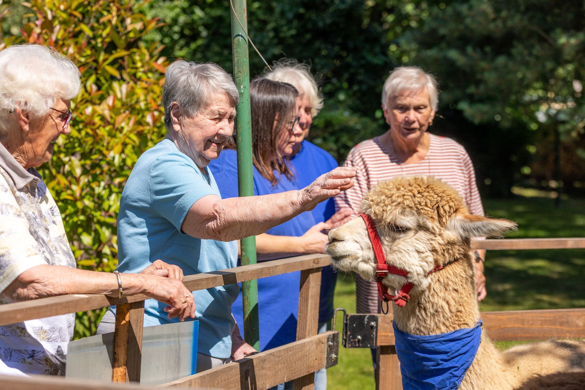 Eine Gruppe von Menschen streichelt ein Lama in einem umzäunten Freigehege.