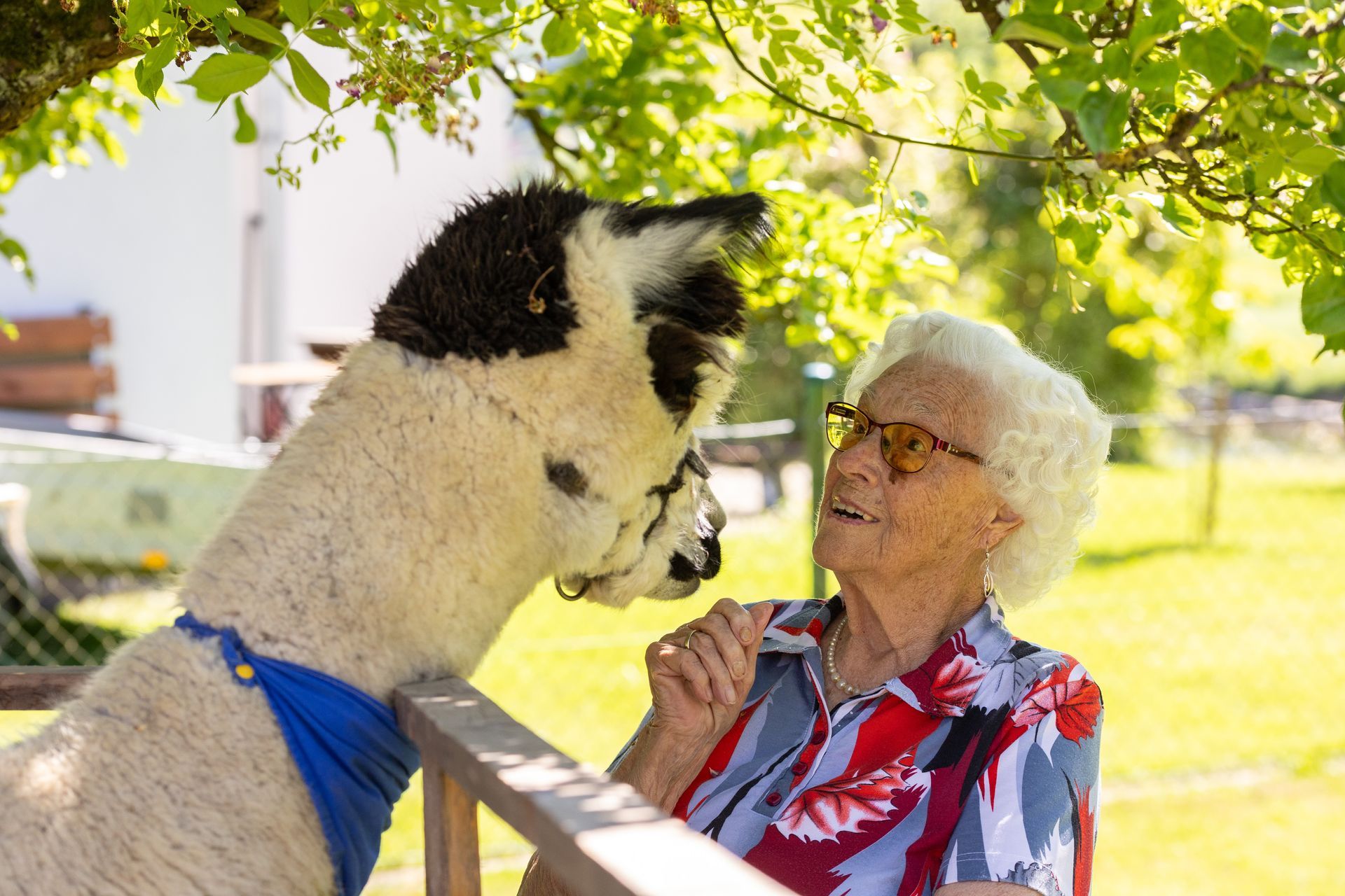 Ältere Person mit Brille interagiert mit einem Lama in einer sonnigen Umgebung im Freien.