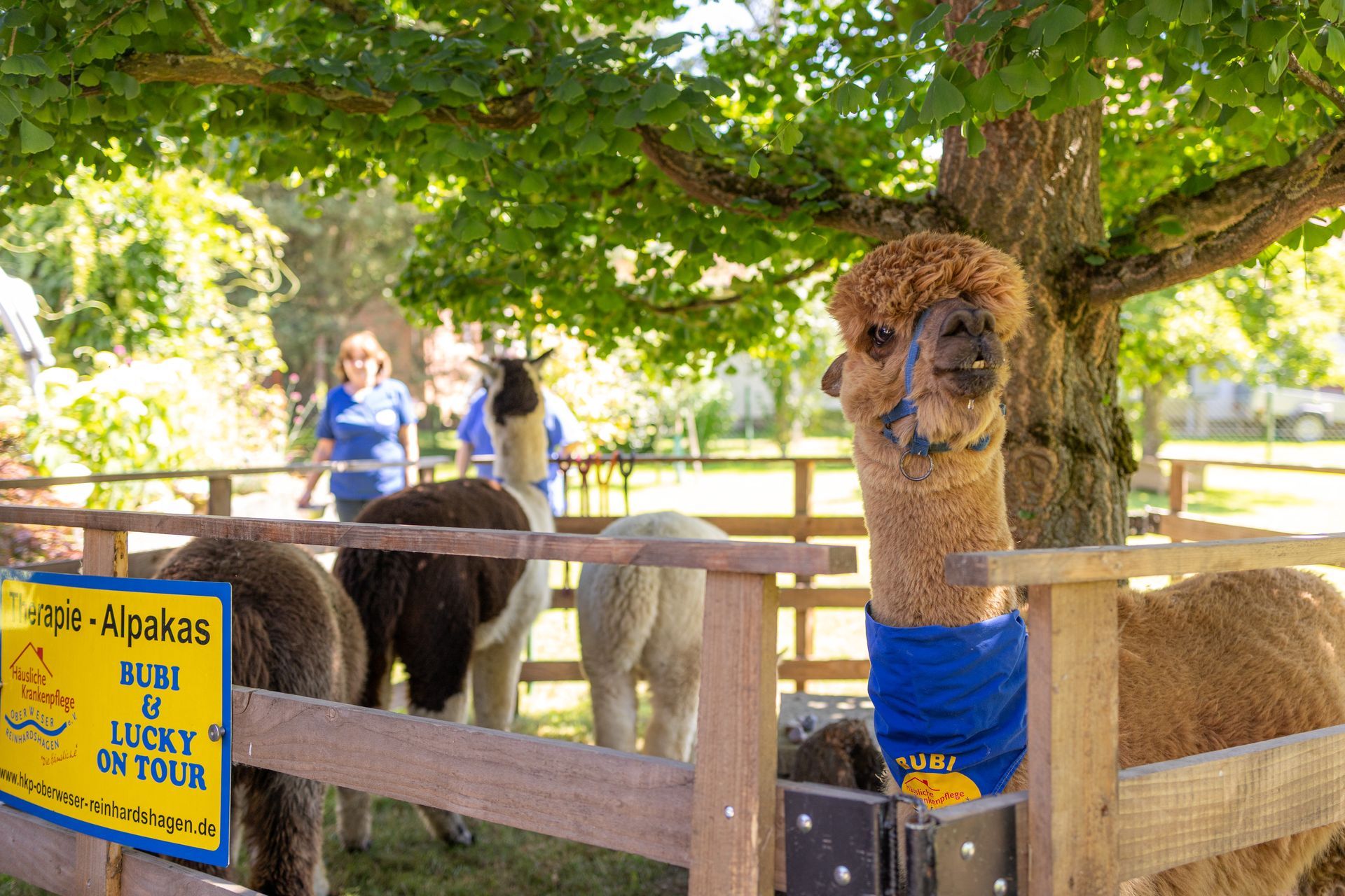 Alpakas in einem umzäunten Gehege unter einem Baum, im Hintergrund sind Menschen zu sehen. Ein Alpaka trägt einen blauen Halswärmer.