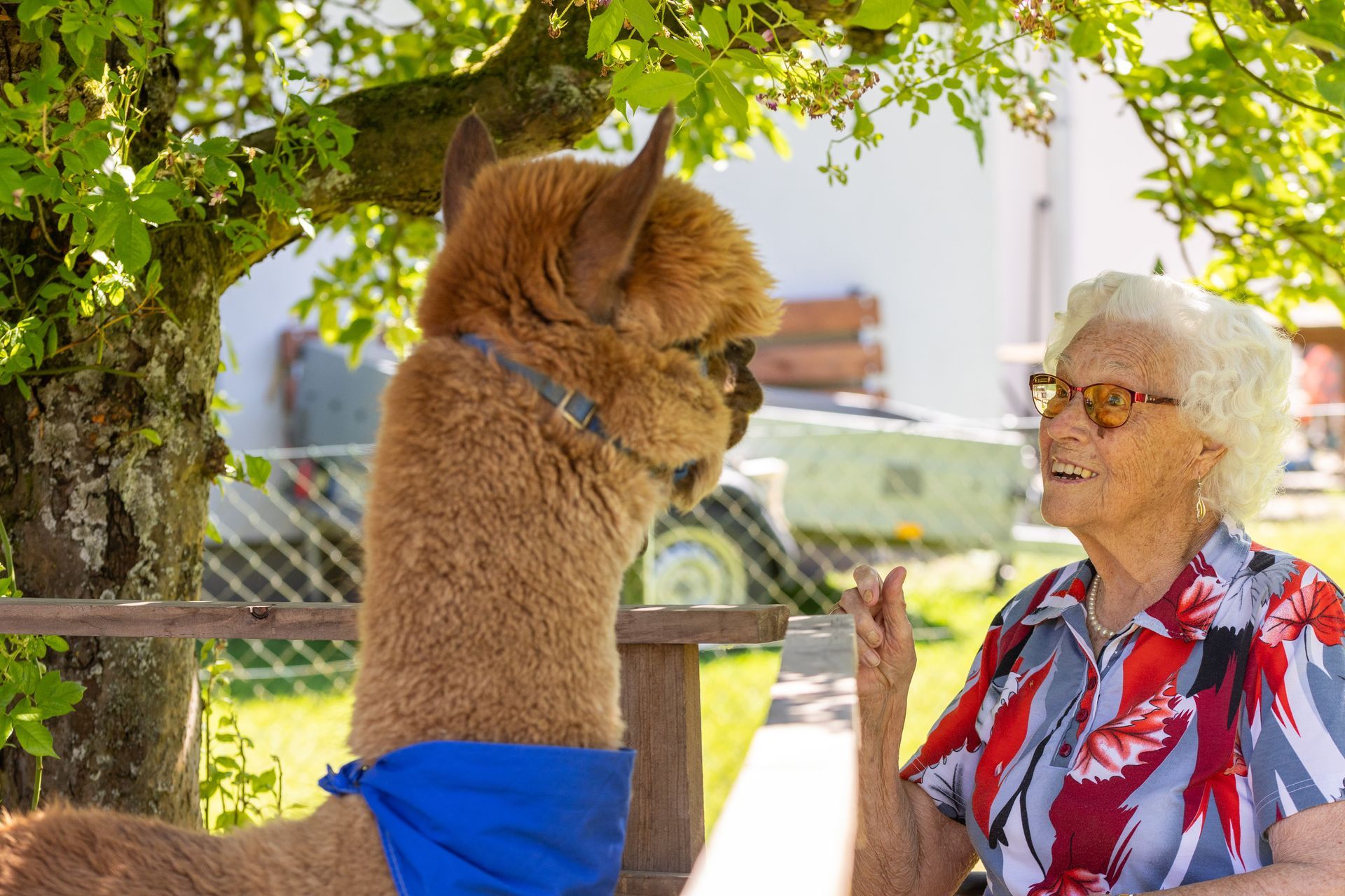 Eine ältere Person mit Sonnenbrille lächelt ein braunes Alpaka mit blauem Halstuch an, beides im Freien.