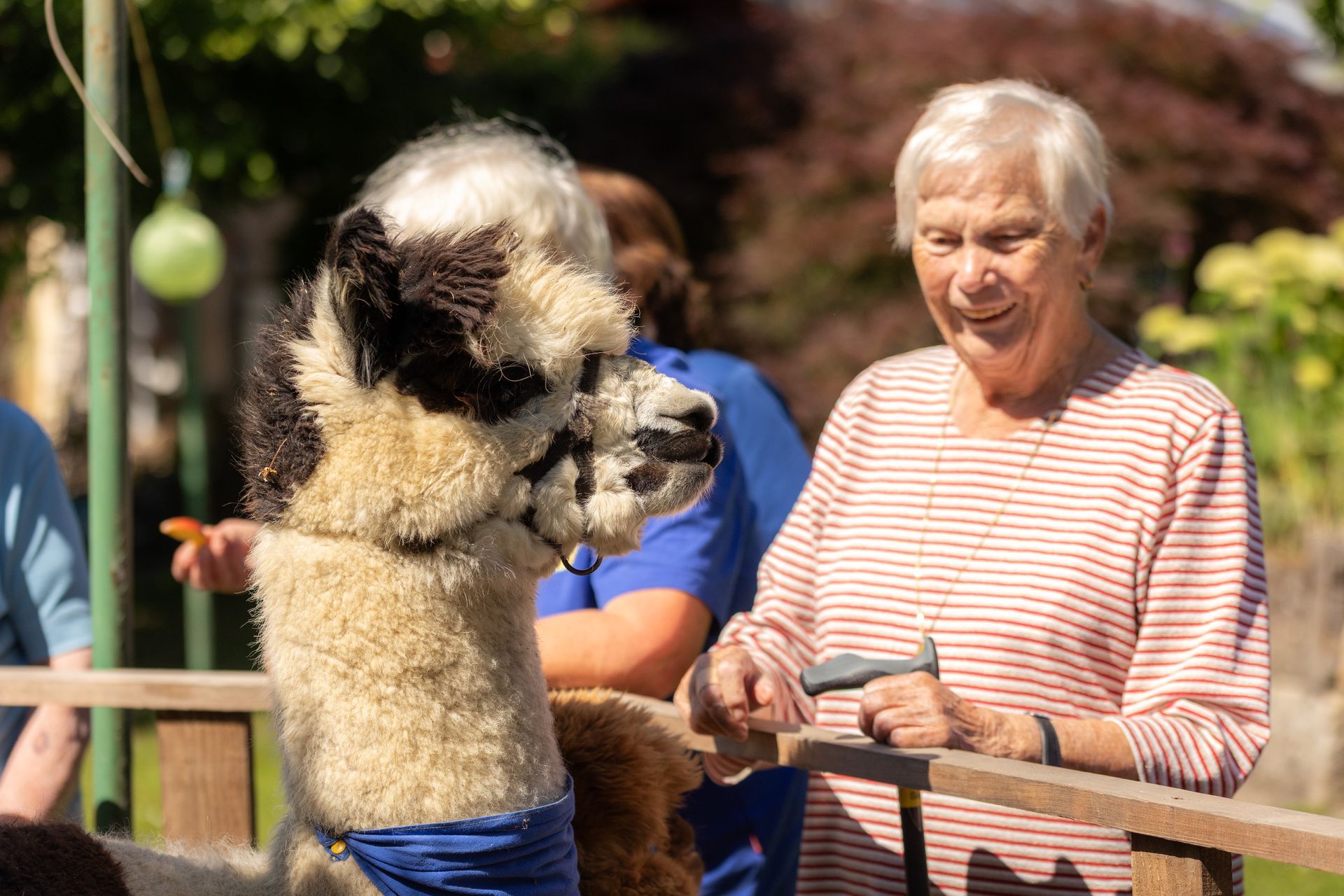 Frau füttert Alpaka, lächelnd. Das Alpaka hat cremefarbenes, braunes und schwarzes Fell. Sonnige Szene im Freien.
