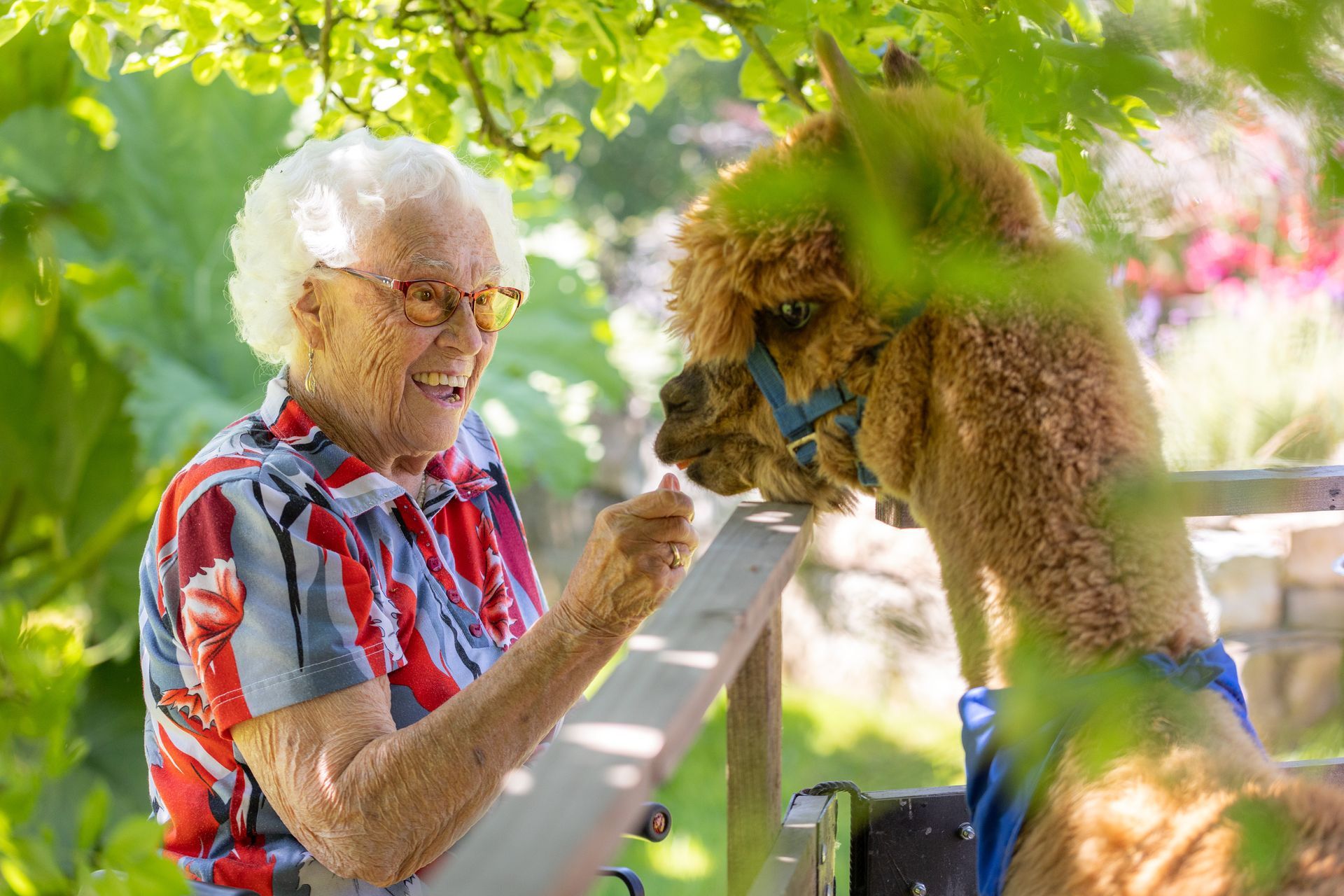 Eine Frau mit Brille lächelt ein braunes Alpaka an einem Zaun an, draußen im Sonnenlicht.