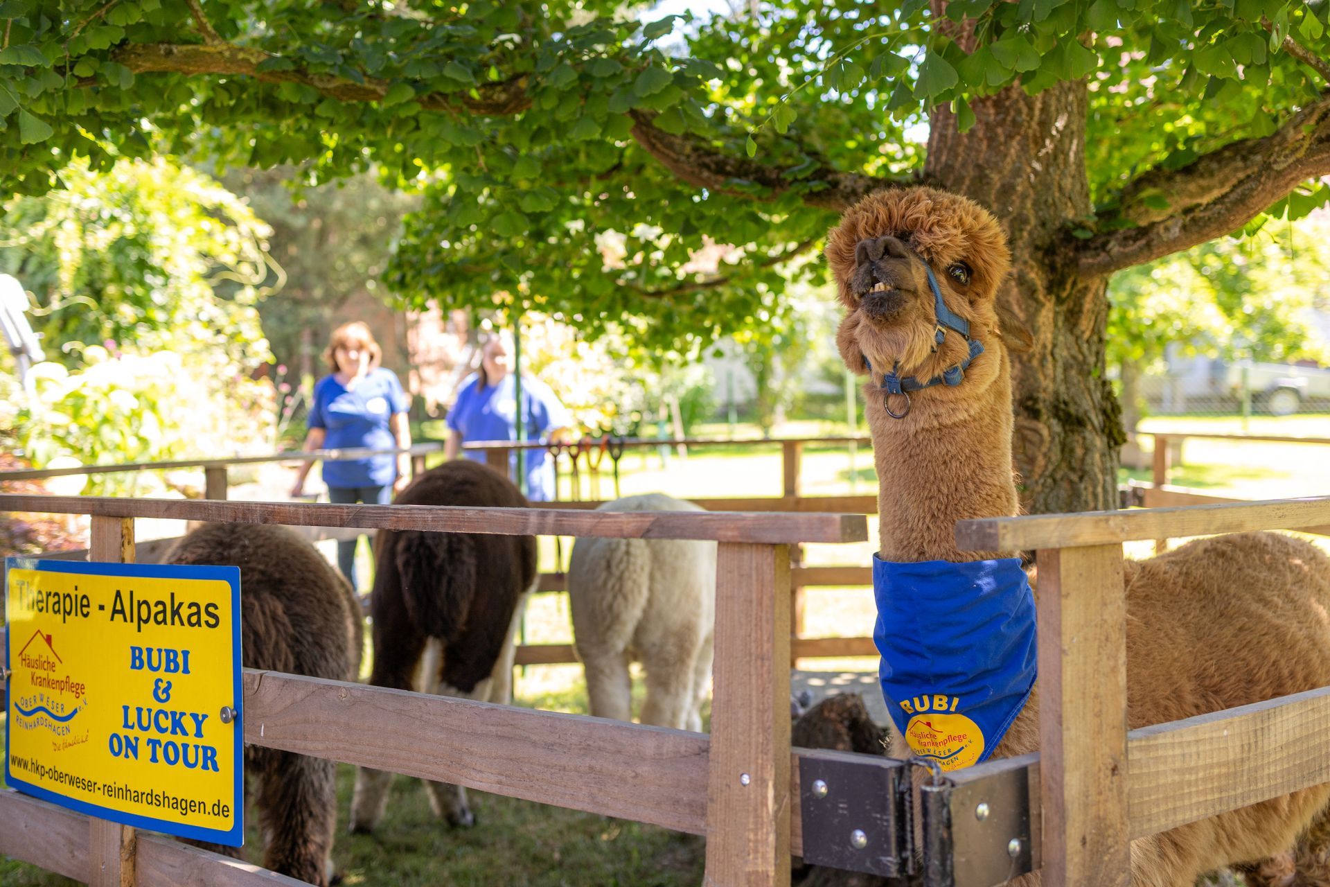 Alpaka im Gehege mit blauer Decke; Menschen hinter dem Zaun. „Gatin & Lucky“ auf dem Tourschild. Im Freien.